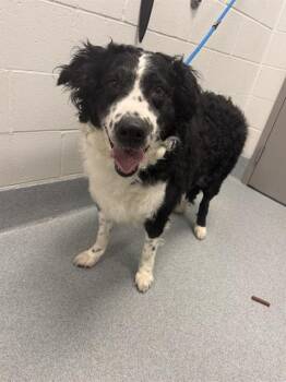 CAPONE -  English Shepherd Dog for Adoption in Indianapolis, Indiana - CAPONE | PetCurious