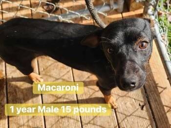 Rescue Miniature Pinscher Dogs for Adoption - Macronies | PetCurious