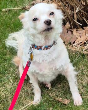 Chihuahua and Maltese Dogs Available for Adoption in Tunkhannock, Pennsylvania - Liam | PetCurious