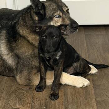 Australian Cattle Dog Blue Heeler and Shepherd Dogs Available for Adoption - Bear | PetCurious