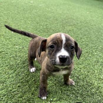 Shepherd Dogs Available for Adoption in Loxahatchee Groves, Florida - Chevy 2985 | PetCurious