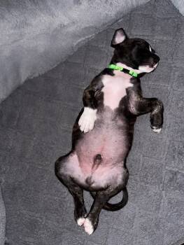 Rescue Pit Bull Terrier Dogs for Adoption in Manhattan Beach, California - Hurricane (Cane) | PetCurious