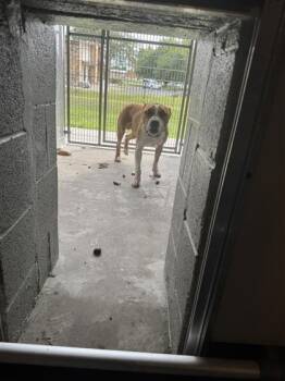 Rescue Mixed Breed Dogs for Adoption in West Chester, Pennsylvania - Drake | PetCurious