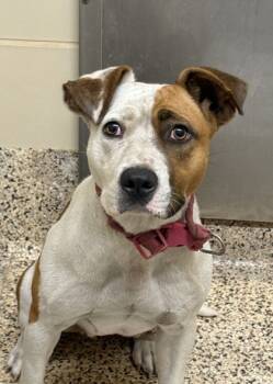 Rescue Pit Bull Terrier and Mixed Breed Dogs for Adoption in Aiken, South Carolina - Raelynn 59802 | PetCurious