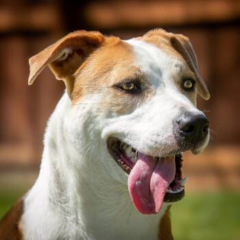 Hound and Shepherd Dogs Available for Adoption - Yumi | PetCurious