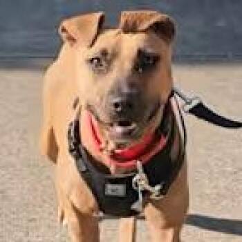 Rescue Black Mouth Cur and Pit Bull Terrier Dogs for Adoption in Lemont, Illinois - June | PetCurious