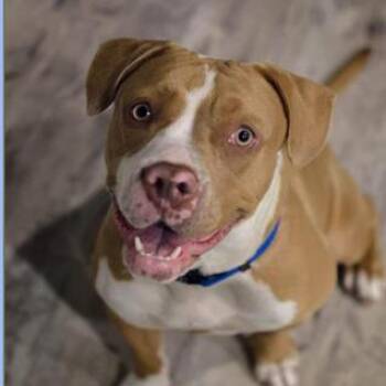 Ridley -  Boxer and Labrador Retriever Dog for Adoption in Austin, Texas - Ridley | PetCurious
