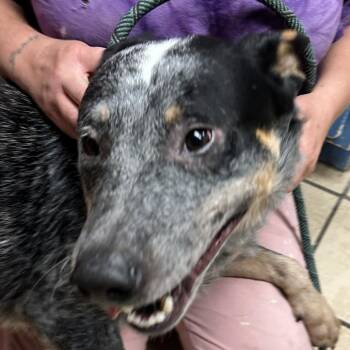 Rescue Australian Cattle Dog Blue Heeler Dogs for Adoption in Newport, North Carolina - Target | PetCurious