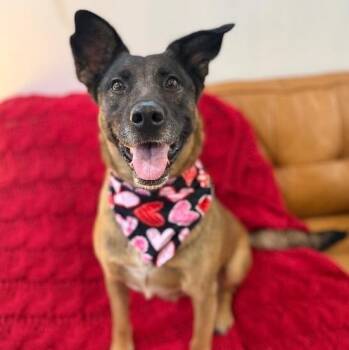 Susu Sunshine Sweetie -  German Shepherd Dog and Belgian Shepherd Malinois Dog for Adoption in Friendswood, Texas - Susu Sunshine Sweetie | PetCurious