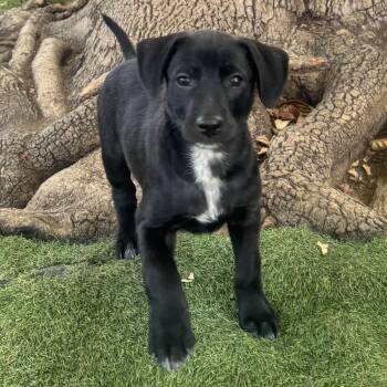 Labrador Retriever and Shepherd Dogs Available for Adoption in San Diego, California - Anthem Pup - Free | PetCurious