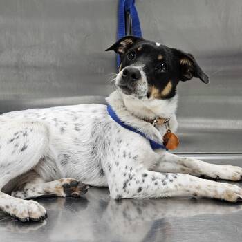 Rescue Jack Russell Terrier and Australian Cattle Dog Blue Heeler Dogs for Adoption in Normal, Illinois - Missy | PetCurious