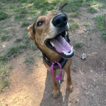 Mixed Breed Dogs Available for Adoption in Auburn, Alabama - Arrow | PetCurious