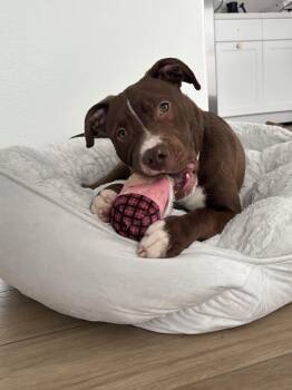 Yogi -  American Staffordshire Terrier Dog for Adoption in Frazier Park, California - Yogi | PetCurious
