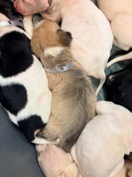 Pit Bull Terrier and Mixed Breed Dogs Available for Adoption in Kansas City, Missouri - Honey | PetCurious