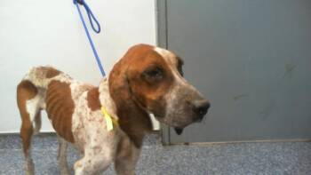 RANGER -  English Coonhound Dog for Adoption in Charlotte, North Carolina - RANGER | PetCurious