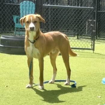 Mixed Breed Dogs Available for Adoption - Phillip | PetCurious
