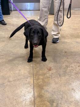Willow -  Labrador Retriever Dog for Adoption in Richland Hills, Texas - Willow | PetCurious