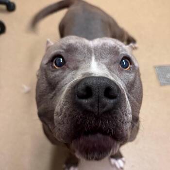 5-Dolla Meal Deal -  Mixed Breed Dog for Adoption in Chattanooga, Tennessee - 5-Dolla Meal Deal | PetCurious