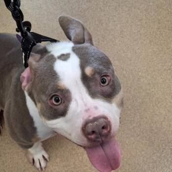 American Staffordshire Terrier Dogs Available for Adoption - Penny | PetCurious