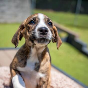 Terrier and Mixed Breed Dogs Available for Adoption in Gainesville, Georgia - Marlin | PetCurious