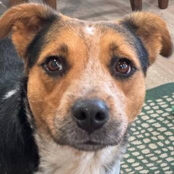 Australian Cattle Dog Blue Heeler and Mixed Breed Dogs Available for Adoption - JADE | PetCurious