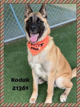 KODAK -  German Shepherd Dog and American Eskimo Dog Dog for Adoption in Marietta, Georgia - KODAK | PetCurious