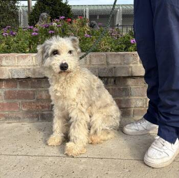 Aussiedoodle Dogs Available for Adoption - Luna Mae | PetCurious