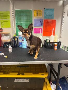 Chihuahua Dogs Available for Adoption - Beauregard | PetCurious