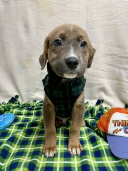 Chihuahua and Australian Shepherd Dogs Available for Adoption - Harlow The Mixed Breed Puppy | PetCurious