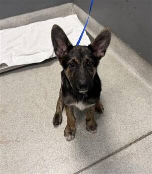 German Shepherd Dog and Mixed Breed Dogs Available for Adoption in Tallahassee, Florida - PHINEAS | PetCurious