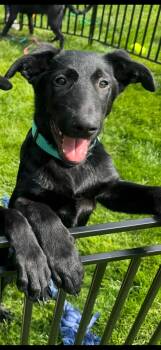 German Shepherd Dog Dogs Available for Adoption - Teal Male | PetCurious