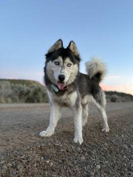 Siberian Husky Dogs Available for Adoption in Cortez, Colorado - Sooner | PetCurious