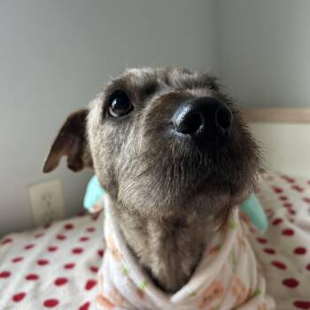 Winnie -  Wirehaired Terrier and Dachshund Dog for Adoption in South Houston, Texas - Winnie | PetCurious