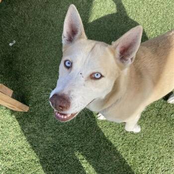 Winter -  Husky and Mixed Breed Dog for Adoption in Hawthorne, California - Winter | PetCurious