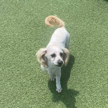 Sophie Sue 7800 -  Shih Tzu Dog for Adoption in Loxahatchee Groves, Florida - Sophie Sue 7800 | PetCurious