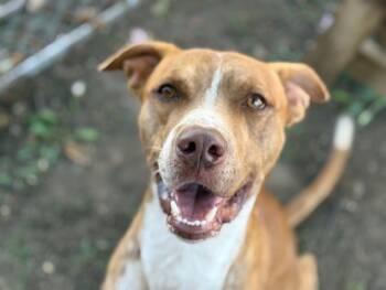 Rescue Pit Bull Terrier Dogs for Adoption in Tulsa, Oklahoma - JUNO | PetCurious