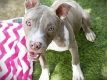 Tootie -  American Staffordshire Terrier and Mixed Breed Dog for Adoption in Daytona Beach, Florida - Tootie | PetCurious