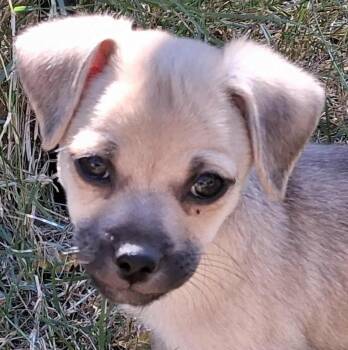 Rescue Shih Tzu and Cairn Terrier Dogs for Adoption in Boerne, Texas - Lionel | PetCurious