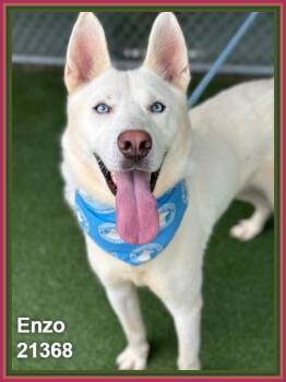 ENZO (see also MAX) -  Siberian Husky Dog for Adoption in Marietta, Georgia - ENZO (see Also MAX) | PetCurious
