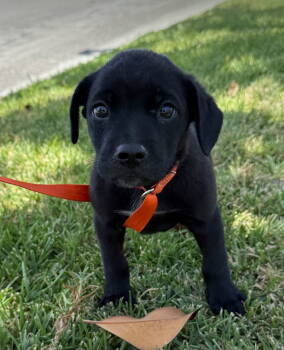 Rescue Labrador Retriever Dogs for Adoption in Dana Point, California - Bagel | PetCurious