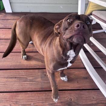 Chocolate Labrador Retriever and Pit Bull Terrier Dogs Available for Adoption - Roxy | PetCurious