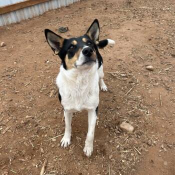 Rosey -  Mixed Breed Dog for Adoption in Moab, Utah - Rosey | PetCurious