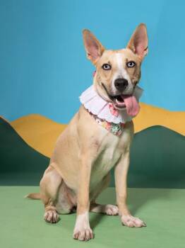 Foxy Roxie -  Husky and Mixed Breed Dog for Adoption in Atlanta, Georgia - Foxy Roxie | PetCurious