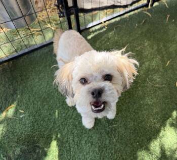 Cooper -  Poodle and Terrier Dog for Adoption in Canutillo, Texas - Cooper | PetCurious