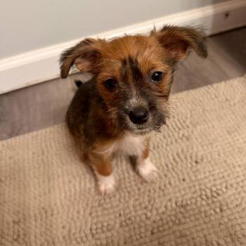 Schnauzer and Poodle Dogs Available for Adoption - Lily | PetCurious