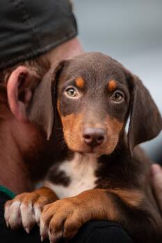 Roxette -  Doberman Pinscher Dog for Adoption in Chester Springs, Pennsylvania - Roxette | PetCurious
