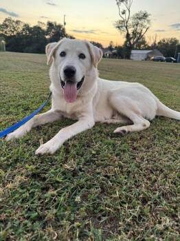 Colonel -  Mixed Breed Dog for Adoption in Huntsville, Alabama - Colonel | PetCurious