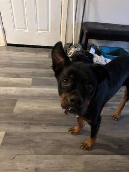 Rottweiler and Mixed Breed Dogs Available for Adoption in Oklahoma City, Oklahoma - ALFRED | PetCurious