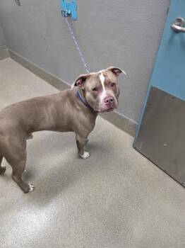 TUA -  Pit Bull Terrier Dog for Adoption in Las Vegas, Nevada - TUA | PetCurious