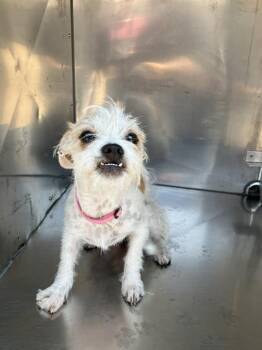 RENA -  Mixed Breed Dog for Adoption in Dallas, Texas - RENA | PetCurious